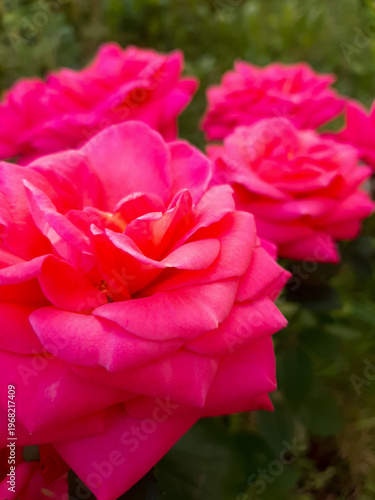 Large pink roses on a bush. Pink roses macro on mobile phone