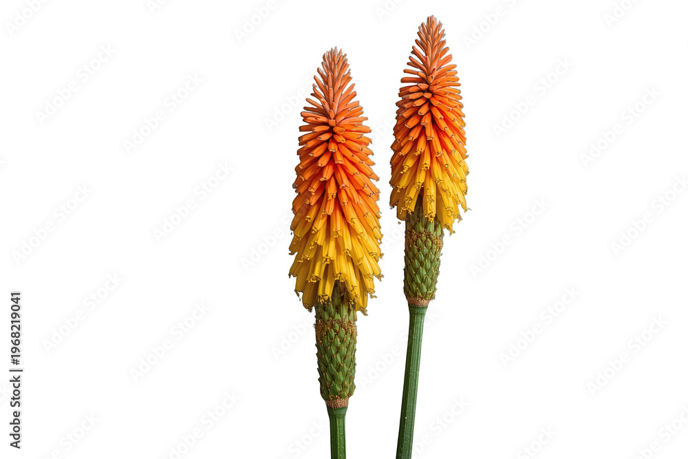 Naklejka premium Red hot poker flowers, kniphofia, creating a vibrant display of orange and yellow blooms on a transparent background