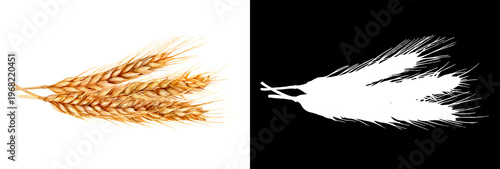 Watercolor Illustration of Wheat Ears with Transparent Background Mask