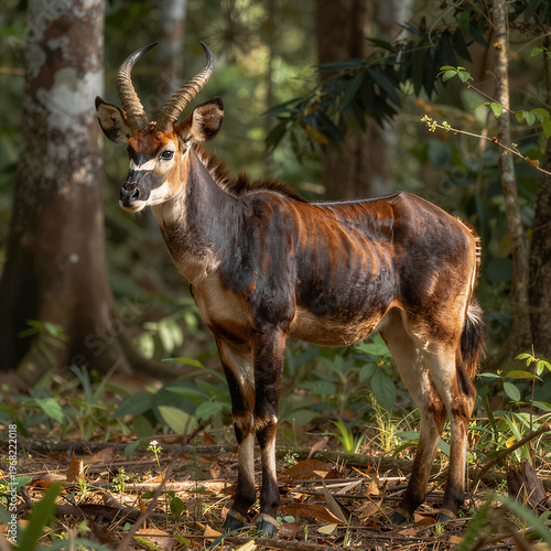 Okapi standing in Ituri rainforest