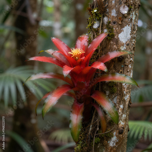 Red Bromeliad flower on tree trunk
