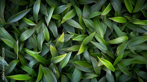 Lush Green Leaves with Vibrant Textures Covering Surface in Natural Lighting, Close-up View from Top