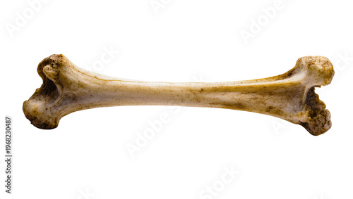 Konstfotografi Large animal femur bone with rough textured ends displaying natural beige hues a