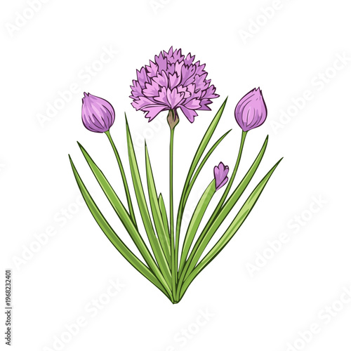 Delicate purple chive flower blossoms surrounded by green leaves and buds illustration