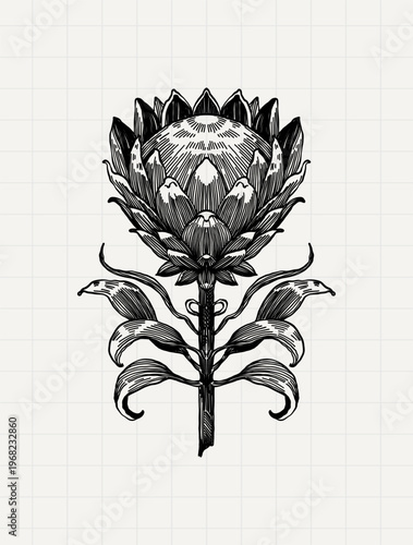 Dark Botanical Protea Flower Vintage Engraving Illustration