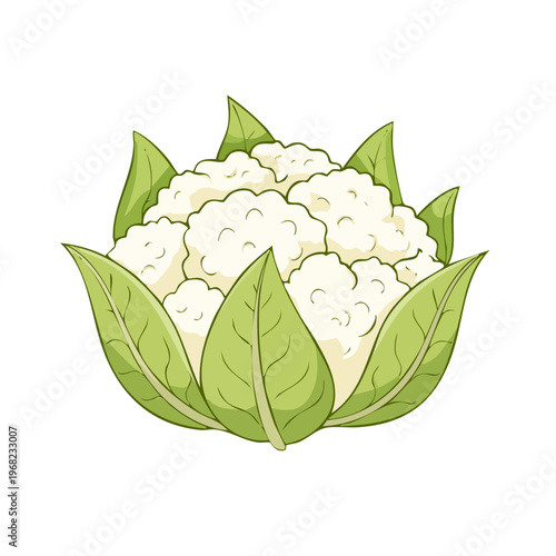 Hand drawn illustration of a fresh white cauliflower with green leaves