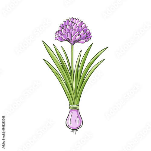 Single purple ornamental onion flower with green leaves and bulb illustrated on white background