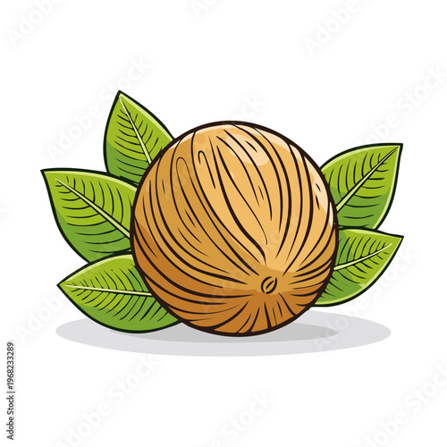 Whole nutmeg spice with green leaves illustration for culinary and natural ingredient concepts