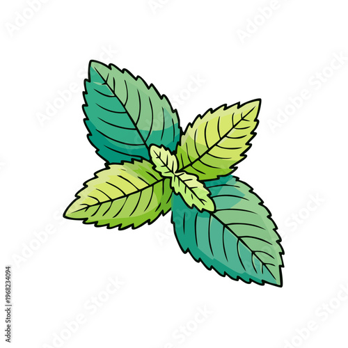 Fresh green mint leaves with detailed outlines and varying shades of green.