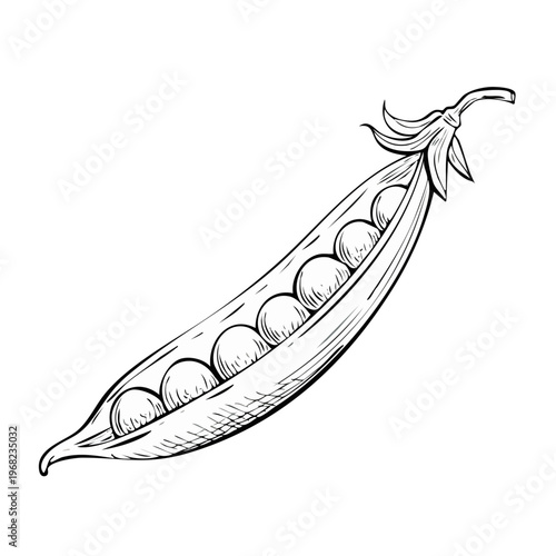 Detailed sketch of an opened pea pod revealing six plump green peas inside, isolated on white background