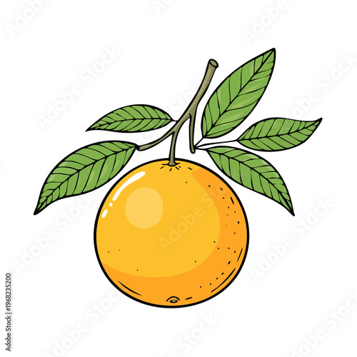 Ripe Orange Fruit with Green Leaves on Branch