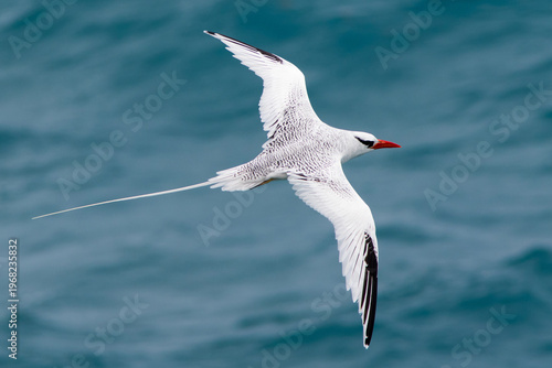 Red-billed Tropicbird (Phaeton aethereus) flying over the Atlantic ocean near Antigua Island in the Caribbean