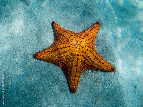 Sea Star (Asteroidea) in the Atlantic ocean, near Antigua Island in the Caribbean.