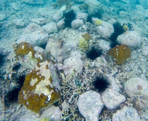 Sea Urchin (Echinoidea) in the Atlantic ocean, off Antigua island, Caribbean.