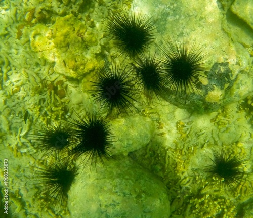 Sea Urchin (Echinoidea) in the Atlantic ocean, off Antigua island, Caribbean.