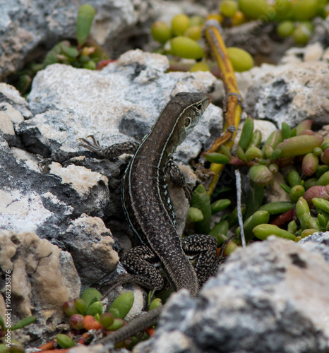 Antiguan Ground Lizard (Ameiva griswoldi), endemic on Antigua island, Caribbean.
