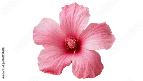 Vibrant pink hibiscus flower with ruffled petals and prominent yellow stamen, isolated on transparent background for floral design elements