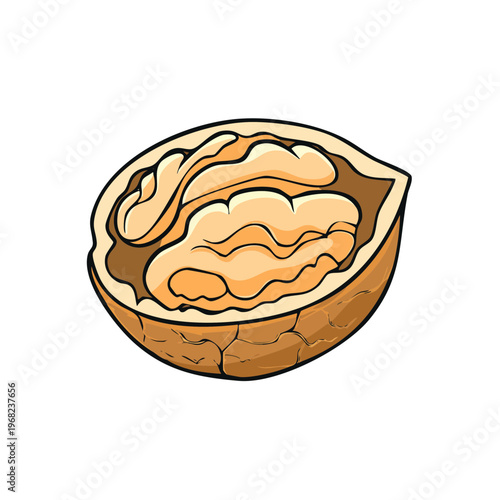 Illustration of a single halved walnut revealing its textured kernel and inner shell against a plain background