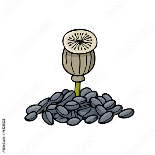Poppy seed head and pile of grey seeds illustration