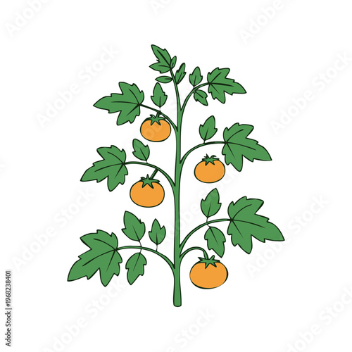 Vibrant tomato plant with ripening fruit and lush green leaves, simple illustration
