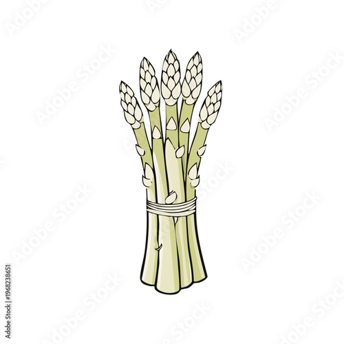 Bunch of Fresh Asparagus Tied with Twine Isolated on White Background
