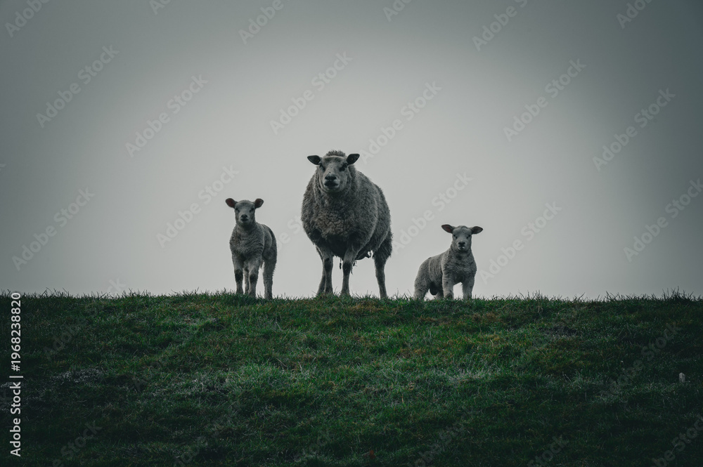 Obraz premium A sheep with two lambs in a misty meadow, Easter lamb, sheep on the Hunte dike in 27798 Holle, Germany