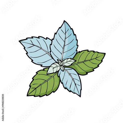 Vibrant green and pale blue mint leaves, detailed illustration, aromatic herb for culinary and medicinal use