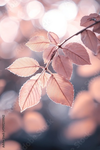 Delicate pastel petal plant showcasing beauty in pink and purple hues, a floral dream.