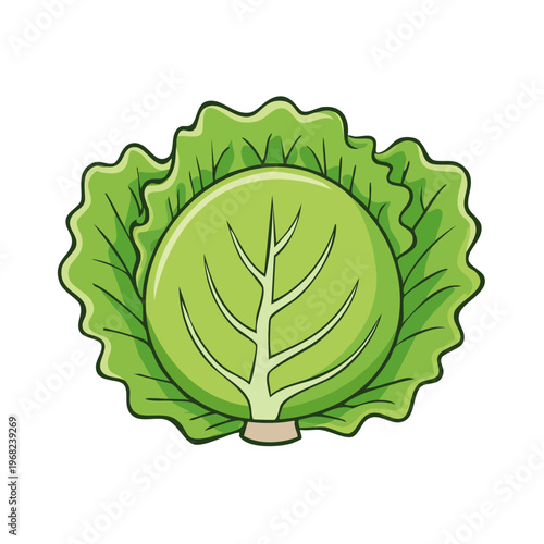 Vibrant green cabbage illustration healthy vegetarian food ingredient