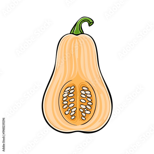 Butternut Squash Half Showing Seeds and Flesh, Isolated Graphic Illustration