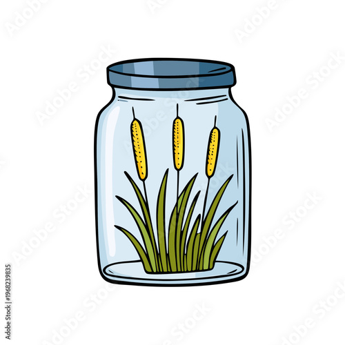 Cattails growing inside a glass jar with a lid a unique plant illustration