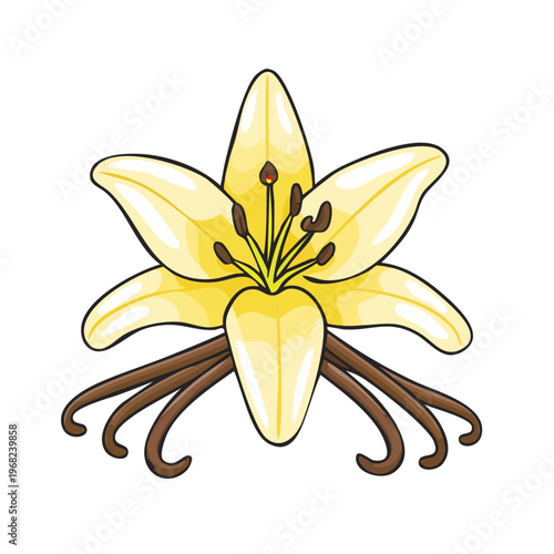Vanilla Orchid Flower and Pods Botanical Illustration
