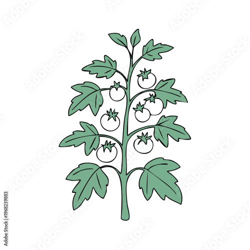 Hand-drawn illustration of a healthy tomato plant with ripening fruit and lush green foliage