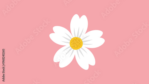 Single white daisy flower with a vibrant yellow center is centered on a solid pastel pink background for a clean and modern look.