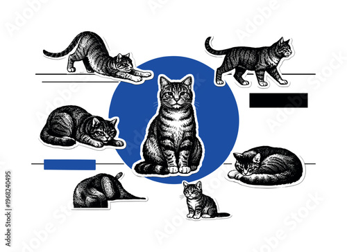 A collection of black-and-white vintage engraving style cats in various poses (sitting, stretching, walking), arranged as layered cut-out elements with bold