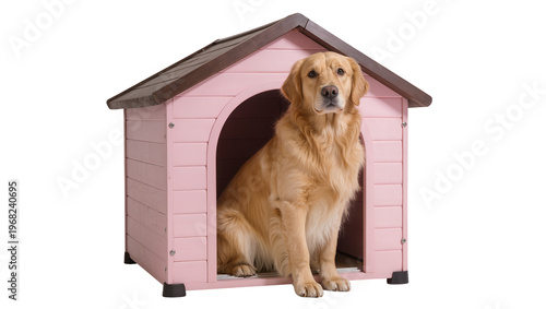 Foto Golden Retriever dog sitting attentively near a pink wooden doghouse with brown