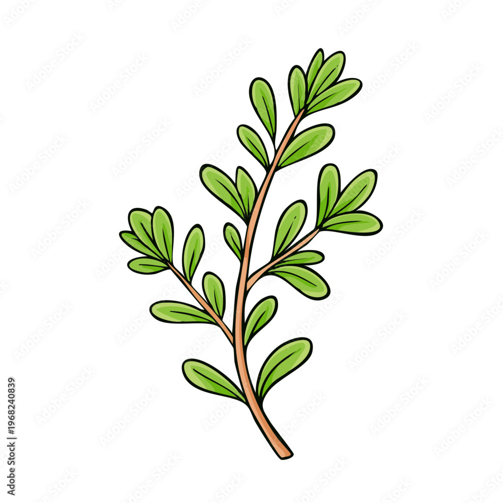 Obraz premium Stylized illustration of a delicate green branch with small oval leaves hand drawn on a white background
