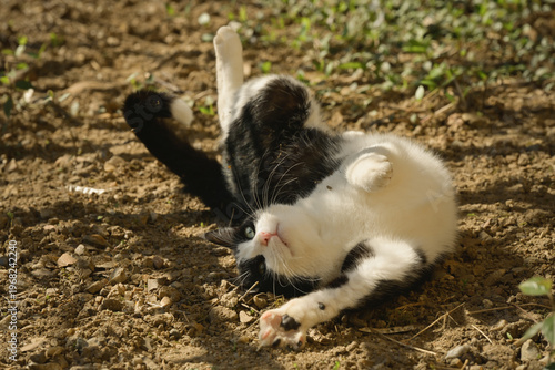 Un chat se roule sur le dos, sur un sol de terre caillouteux, sous l'ombre d'un arbre par une journée ensoleillée
