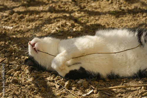 Un chat joue à mordiller une brindille sur le dos, sur un sol de terre caillouteux, sous l'ombre d'un arbre par une journée ensoleillée