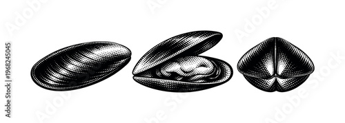 Mussel green-lipped mussel shown closed, partially opened, and rear hinge view as the same elongated mussel with smooth shell form. Black and white dot style