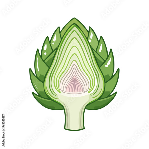 Cross section of a fresh green artichoke showing layers and heart vegetable illustration