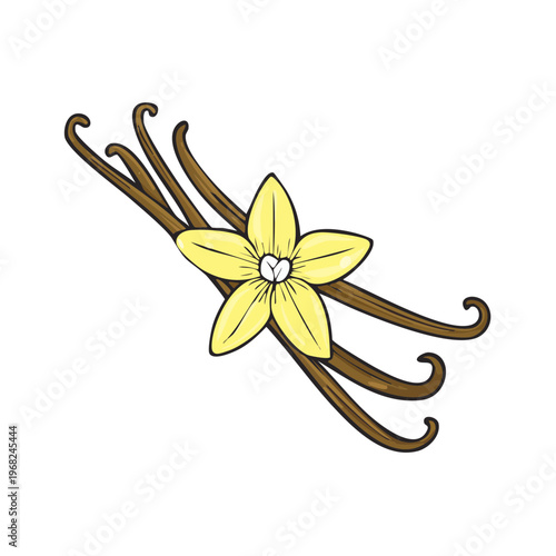 Vanilla Bean Pods and Flower Illustration Aromatic Ingredient for Baking Desserts and Flavoring