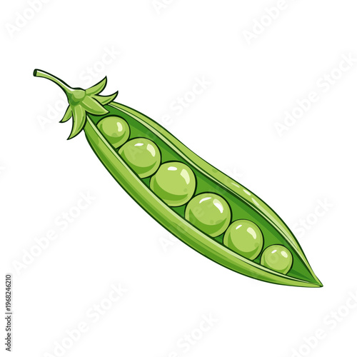 Fresh Green Pea Pod with Six Round Peas Inside Illustration