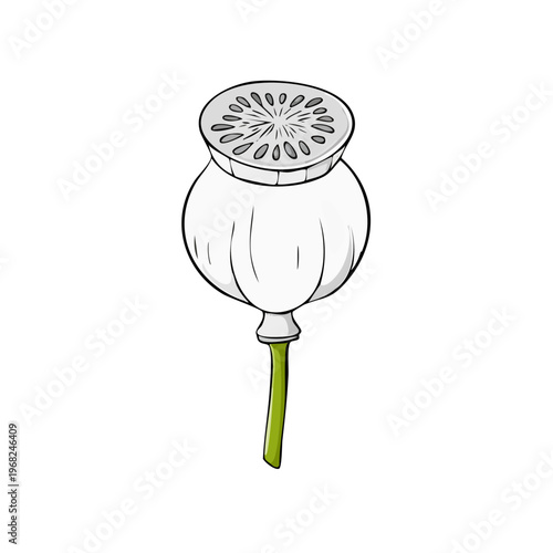 Illustration of a single white poppy seed pod with green stem on a plain background
