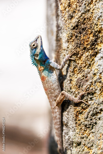 A vibrant Blue-crested lizard (Calotes mystaceus) with bright blue head and neck climbing on a rough, weathered stone surface under natural daylight.