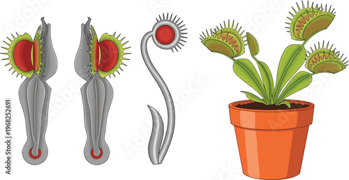 Venus Flytrap Plant Set with Carnivorous Plant Anatomy and Potted Flytrap Botanical Vector Illustration Collection for Biology and Nature Design