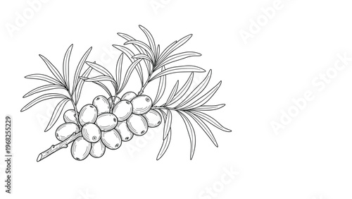 Detailed hand-drawn sketch of a sea buckthorn branch heavily laden with small oval berries and long slender leaves on a white background.