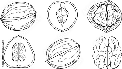 Collection of Hand Drawn Line of Various Nuts and Seeds food organic