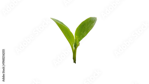 Tableau sur toile Vibrant young green tea plant sprout with two delicate leaves, isolated on trans