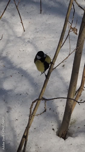 A great tit sits on a branch of a bush in winter